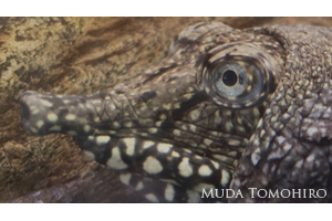 長生きのスッポン、『東京国立博物館の至宝』間もなく出版