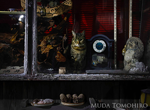 ウィンドウの中のネコ