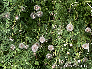 タンポポの綿毛
