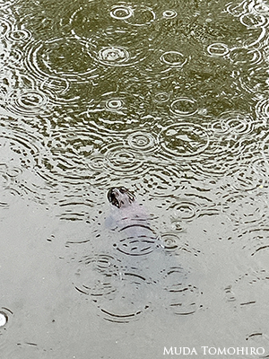 奈良博のウシガエル