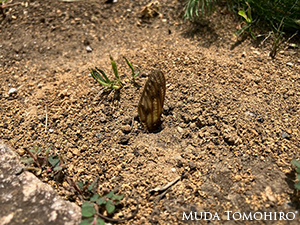 地面から突き出た蝉の羽根