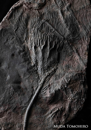 ウミユリの化石と8月15日