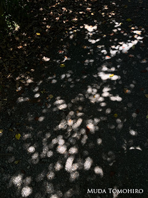 木漏れ日の小径