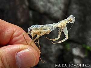 カマキリの抜け殻　レンブラント版画展